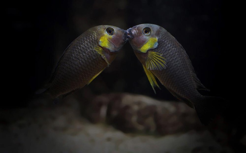 Tropheus sp. 'lukuga' Kabimba